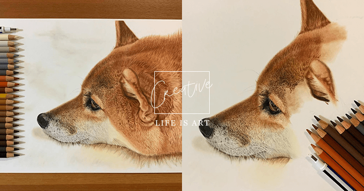 這真的不是照片 日網友色鉛筆畫超傳神柴柴 以為在看照片woman House 我們家