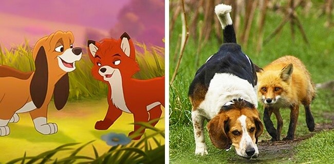 卡通動物與真實對比圖