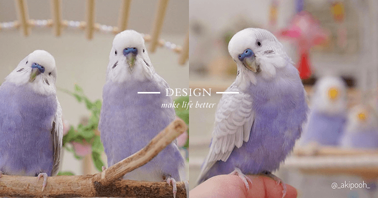 紫色鸚鵡