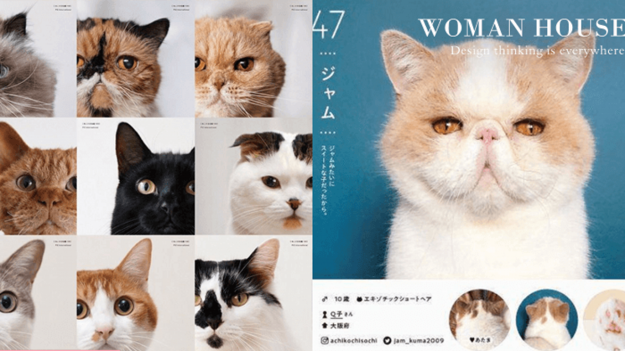 必收藏的貓咪圖鑑｜日本百大貓明星全都收錄在《ねこさま名鑑100》