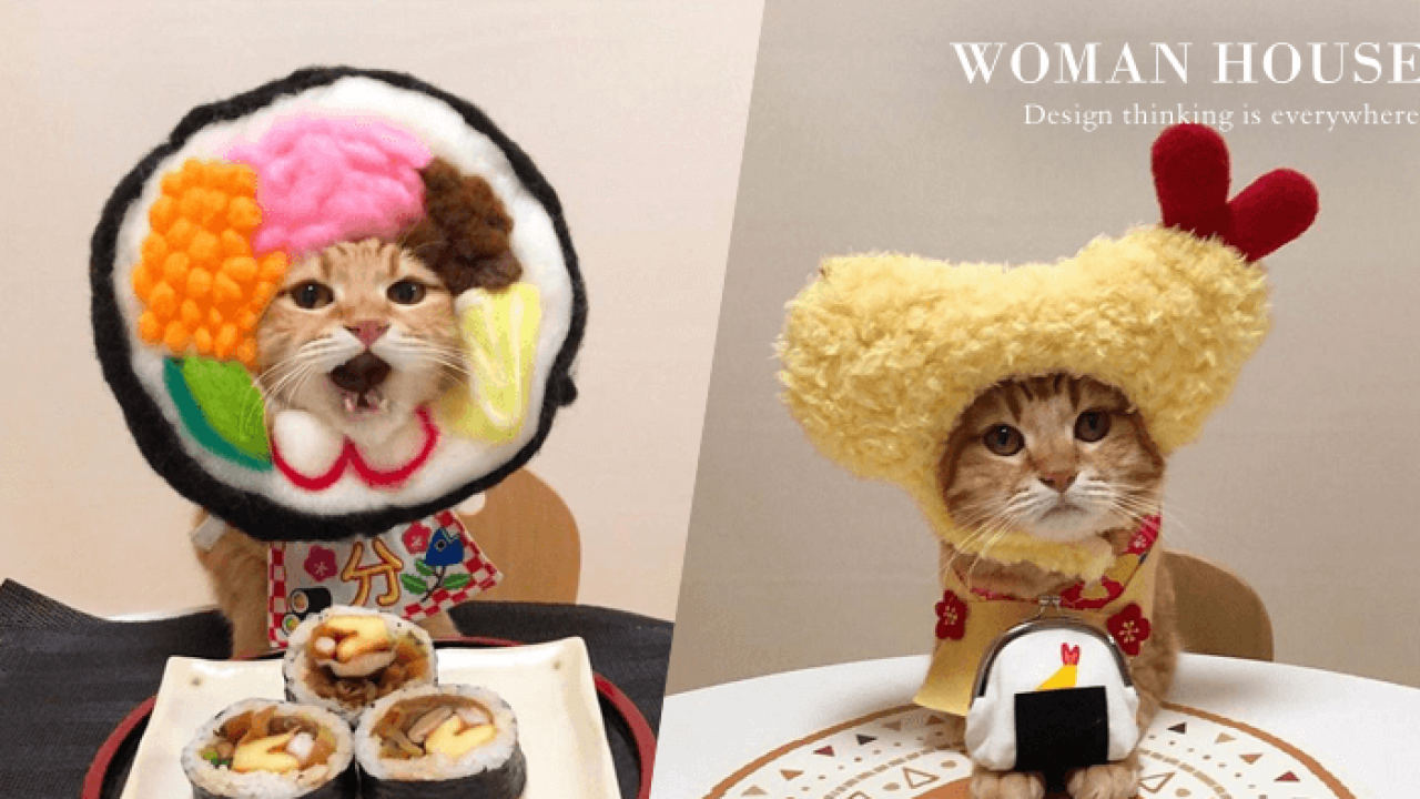日網友あみ幫貓咪cosplay 成各種美食 變身鯛魚燒看起來超可口
